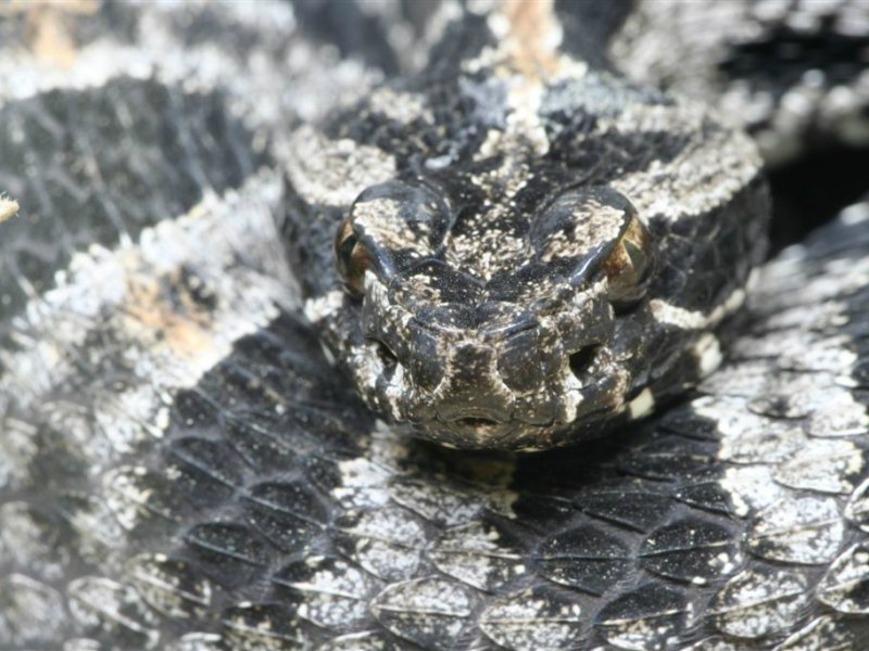Dieren
